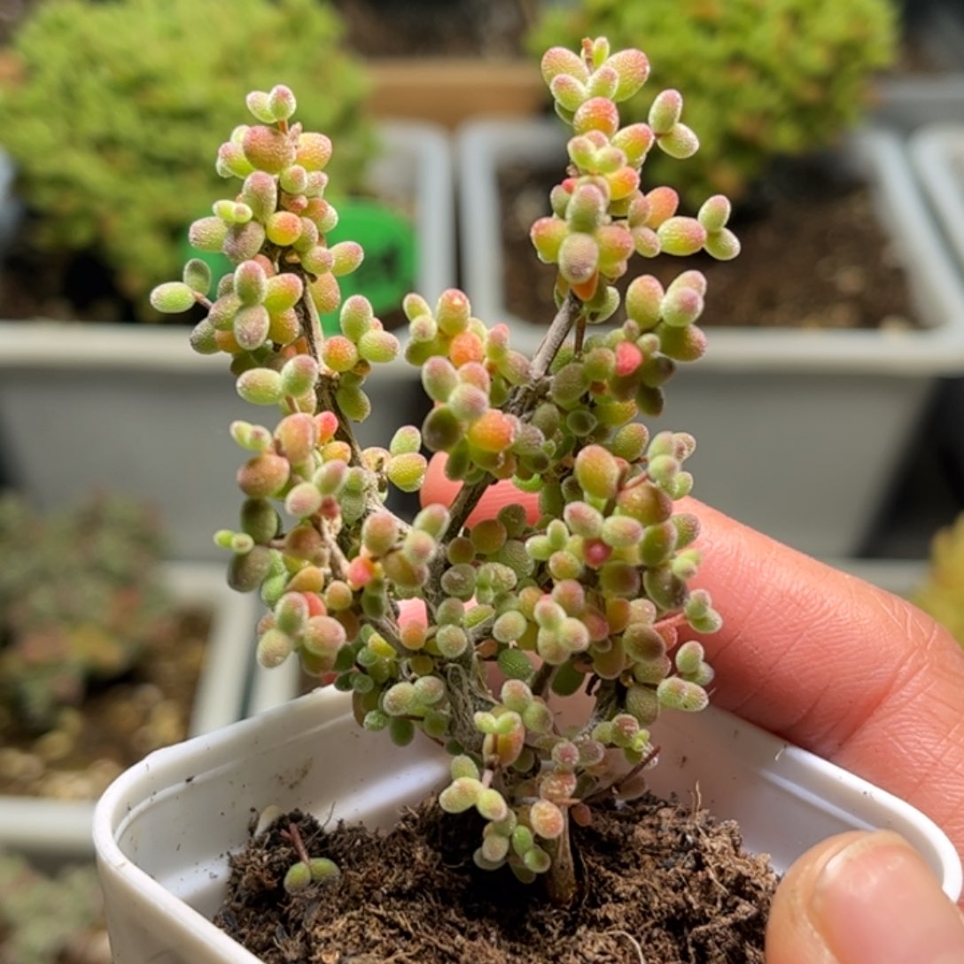 昕宝糖豆米米米米