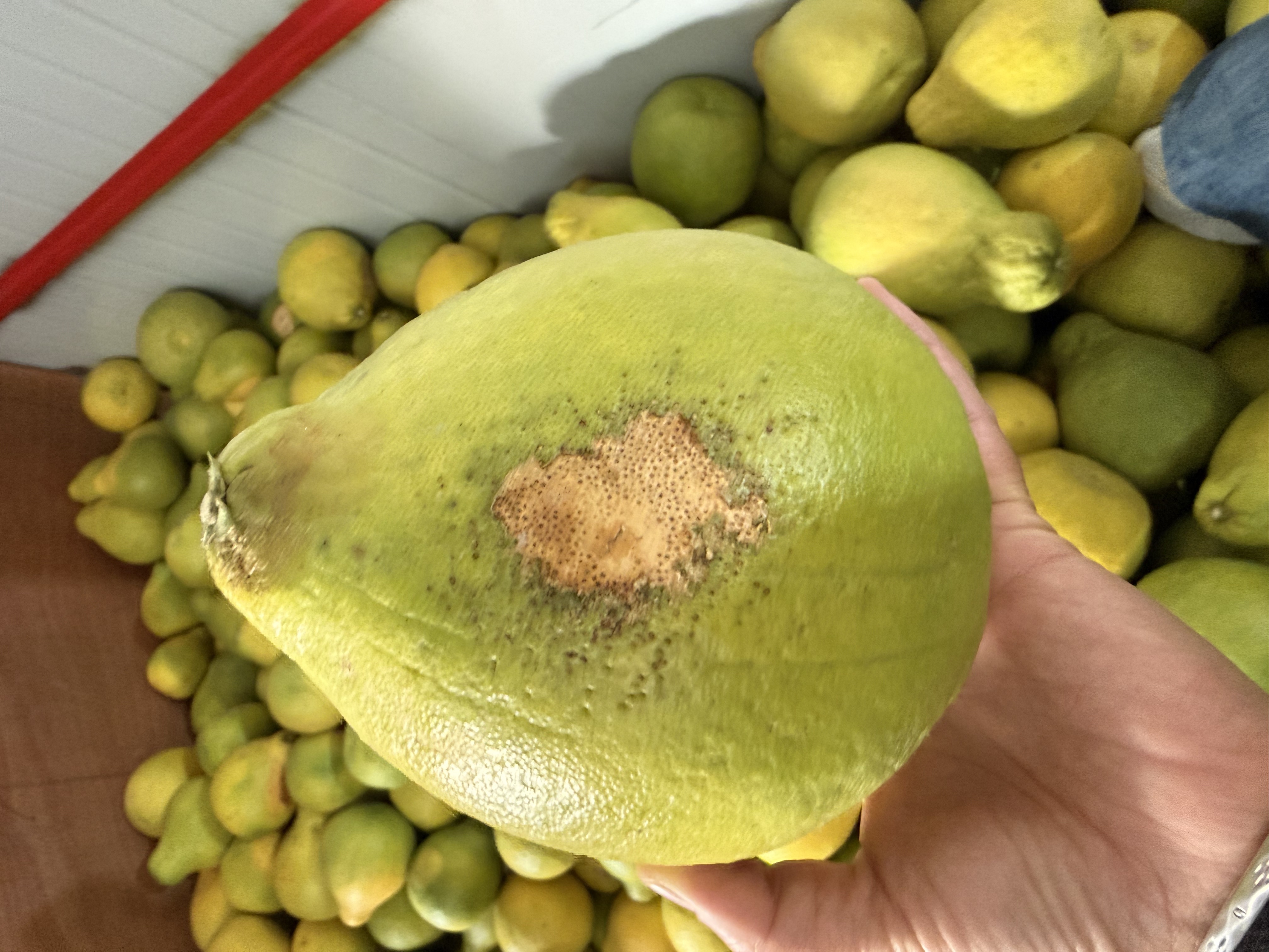 日晒花皮果---当季新鲜沙田柚正宗梅州新鲜现摘无酸白心