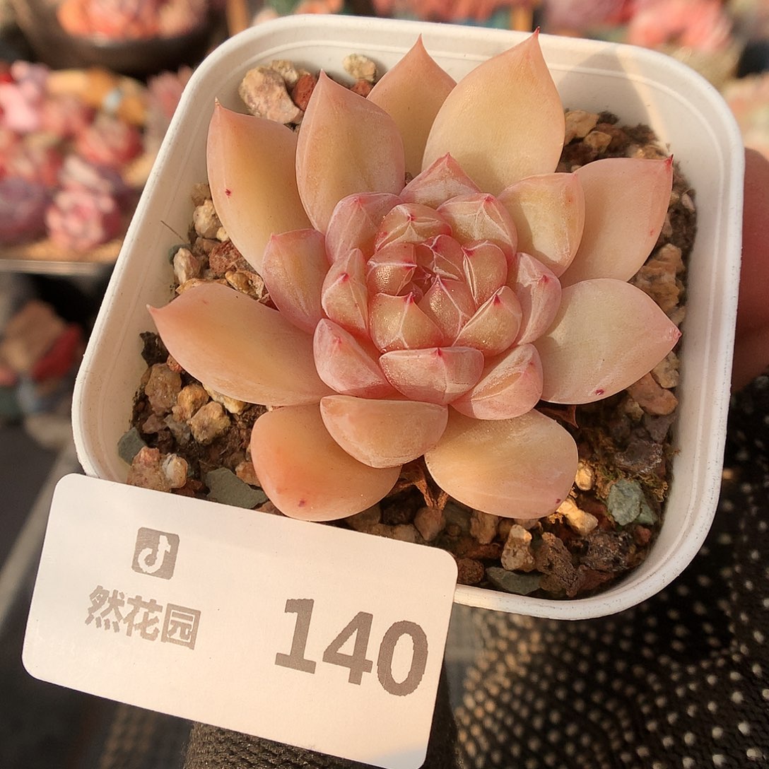 140珍妮多肉植物6666