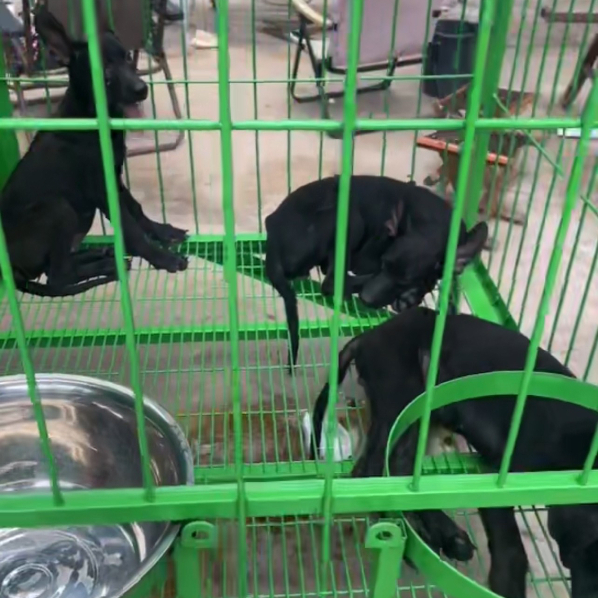 精品狗笼绿色 红色等颜色 马犬黑龙大型犬适用