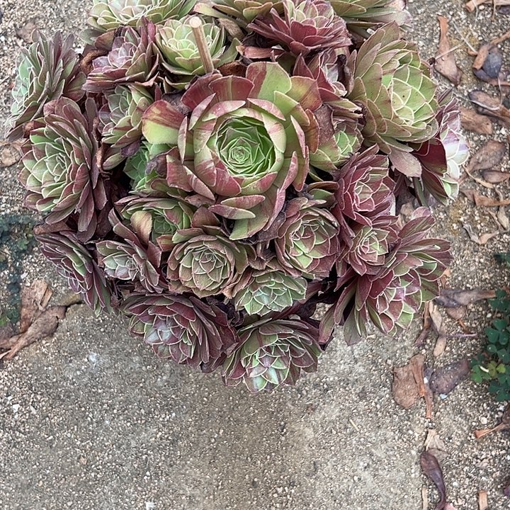 多肉植物花月夜锦……