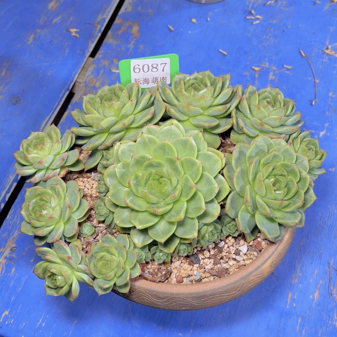杂交6087多肉植物