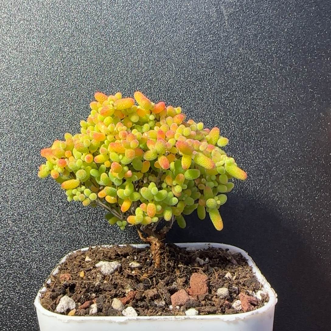 dy0561精控蜜橘粉色控冠服5cm