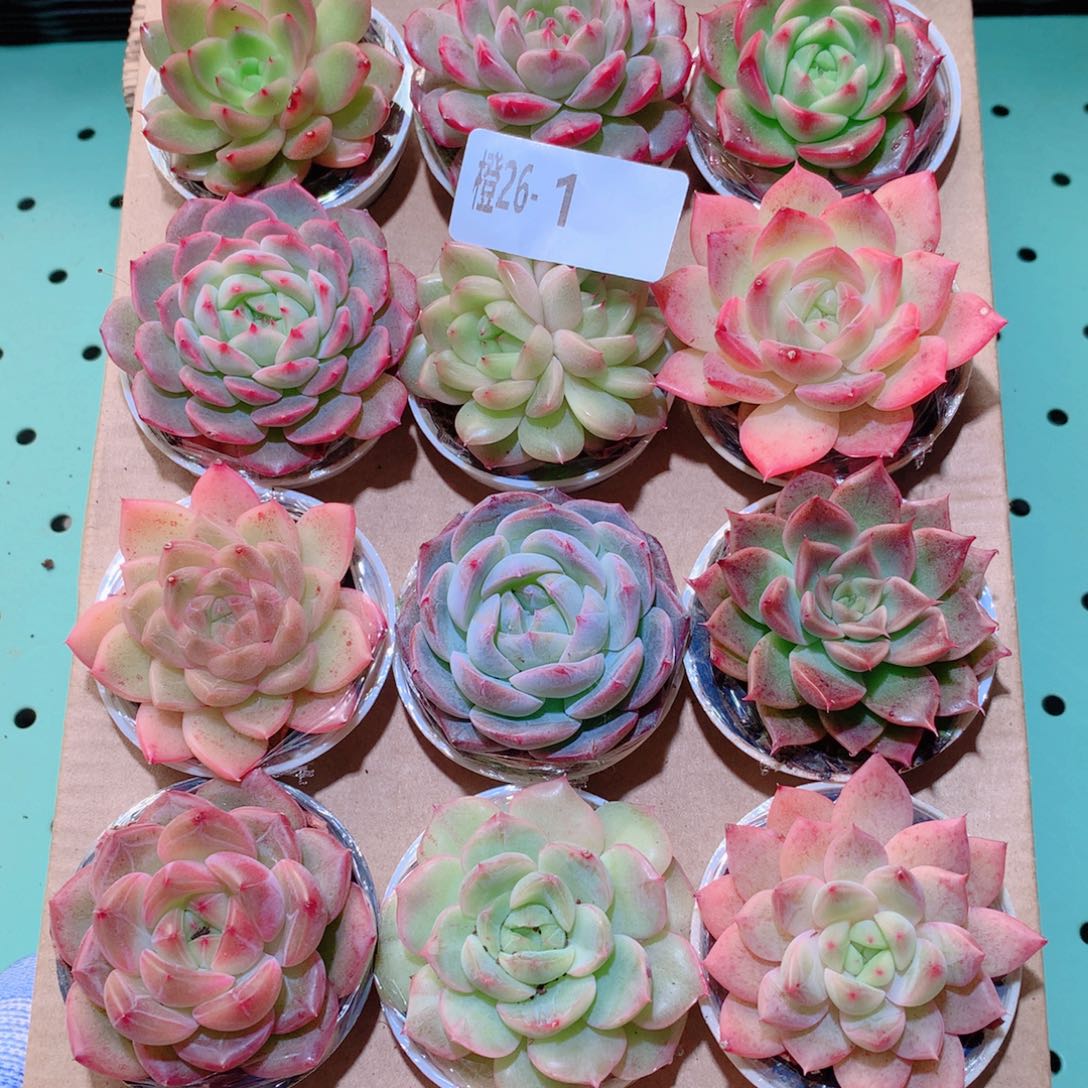 26-1一物一拍多肉带盆18颗