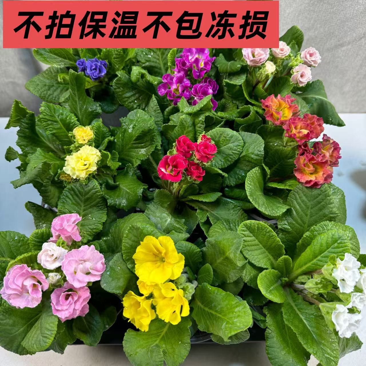 【玫瑰报春】3盆3色清香型耐寒好养（换盆不售后）