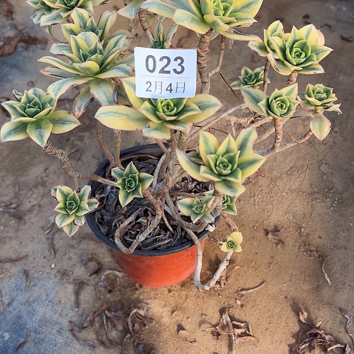 2.4-23星爆多肉植物