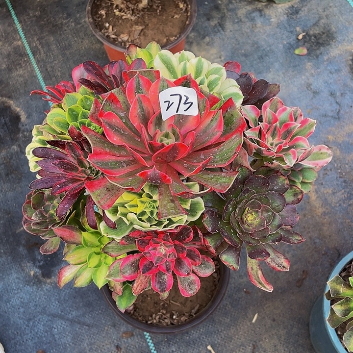 行***水架接00000000000273号