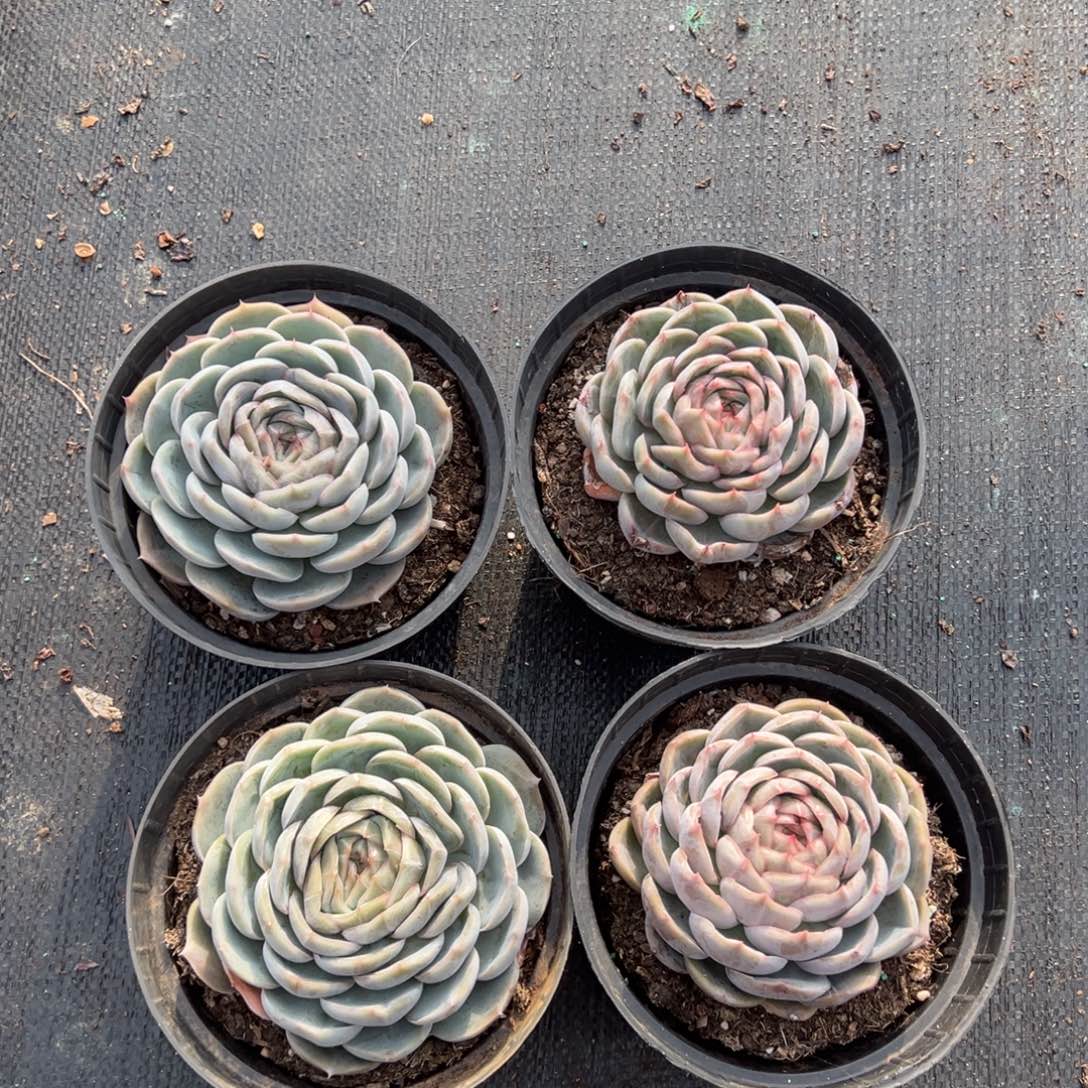 惊鸿贝贝单头，图中任意一颗，尺寸10+