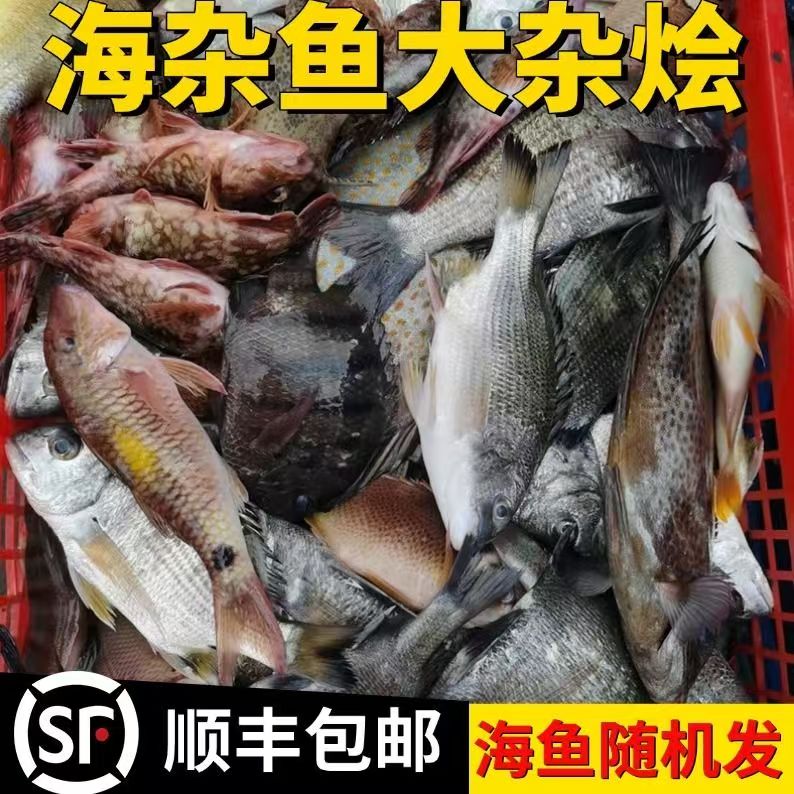 自家渔船海捕杂鱼 种类以直播间为准