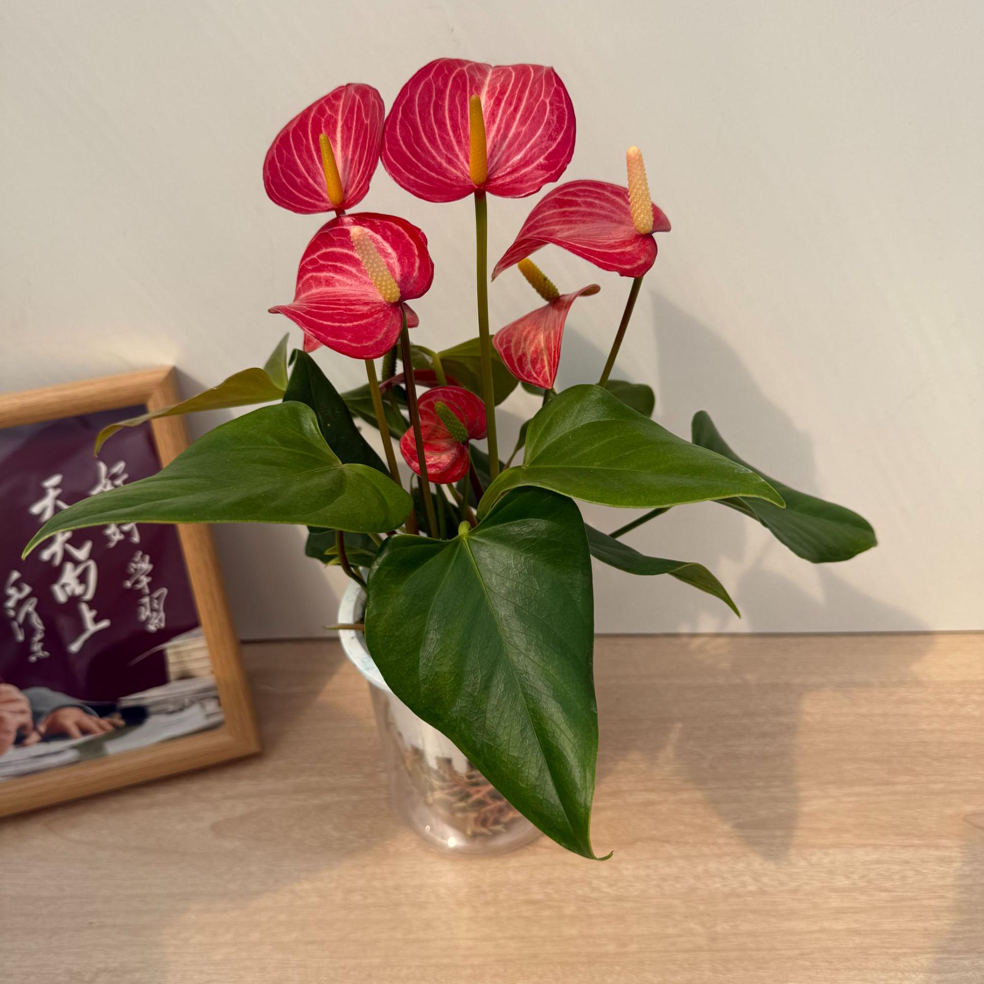 【水培彩掌小红帽-110杯】高级稀有四季开花4-6朵花2株带水培杯发货