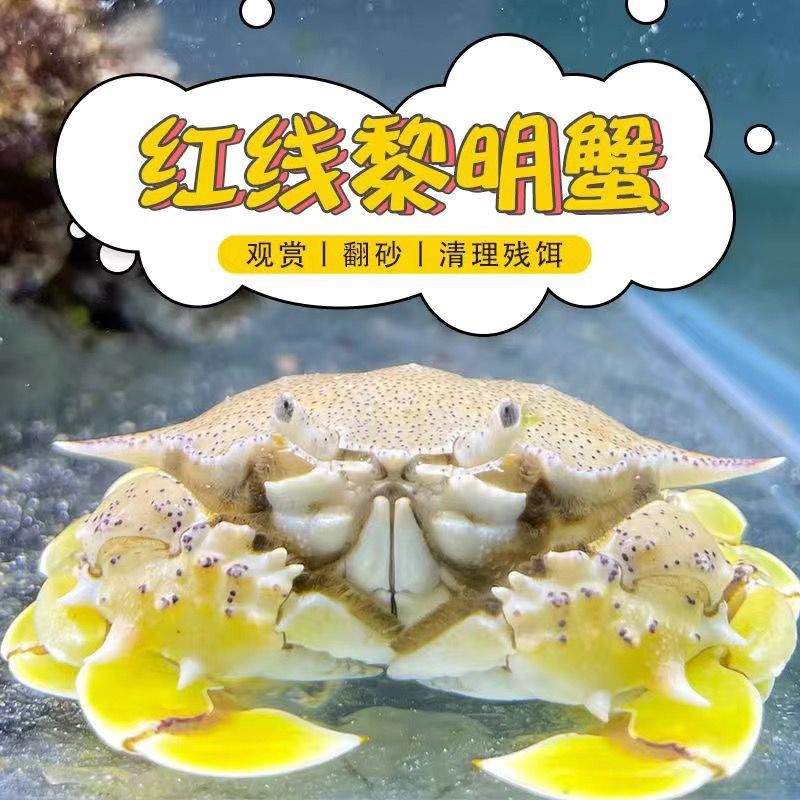 黎明蟹活体翻砂玉蟹翻沙生物红线观赏蟹寄居蟹宠物海水鱼缸