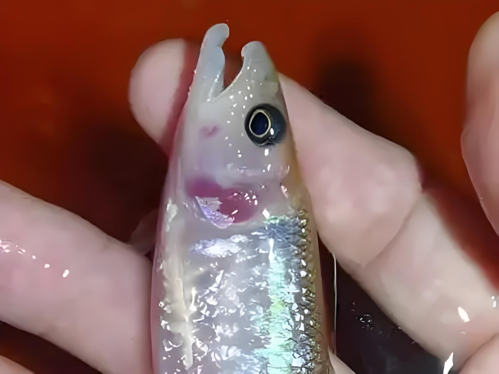 广东变异马口透鳞马口好养耐活原生鱼冷水观赏鱼