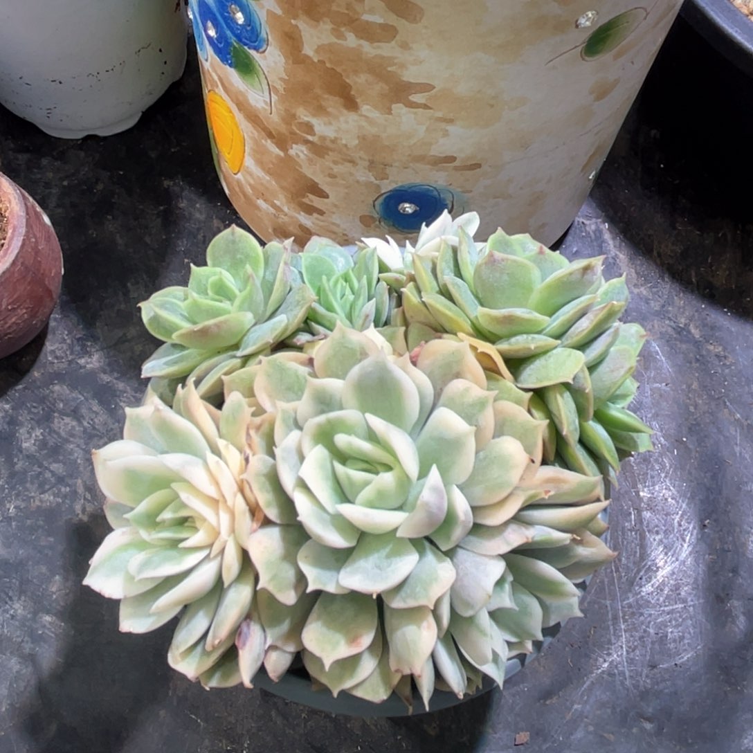 多肉特价昂斯诺锦群