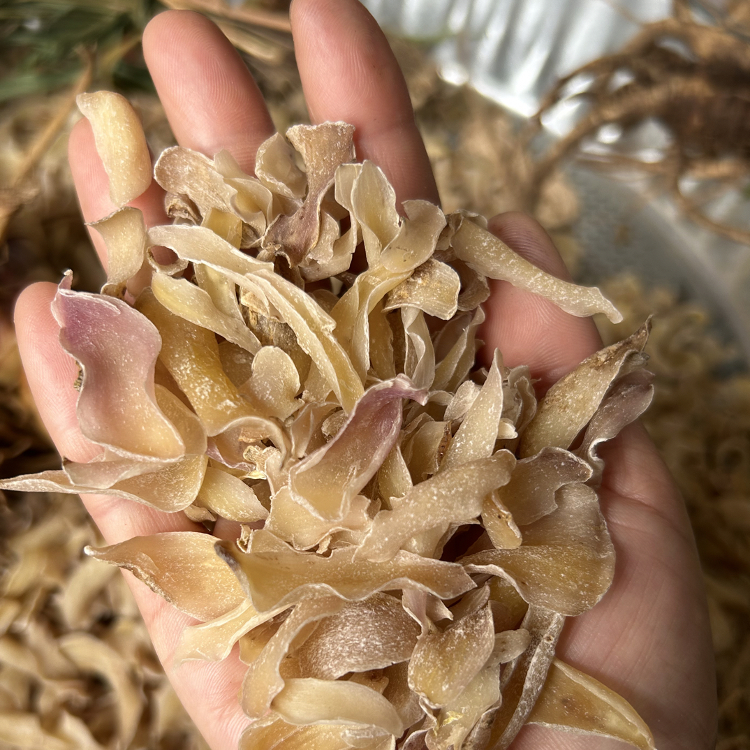 云南秘境哀牢山野生百合百合干黄芪玉露山货干软糯黄芪干嚼片