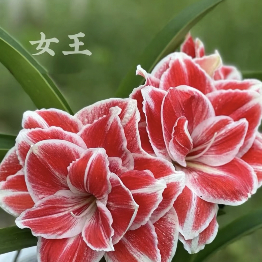 女王朱顶红包对版种球大球室内外盆栽花卉四季开花好养活