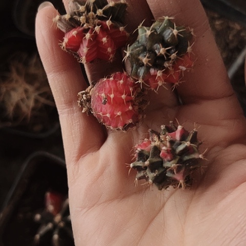 2318处理四个仙人球