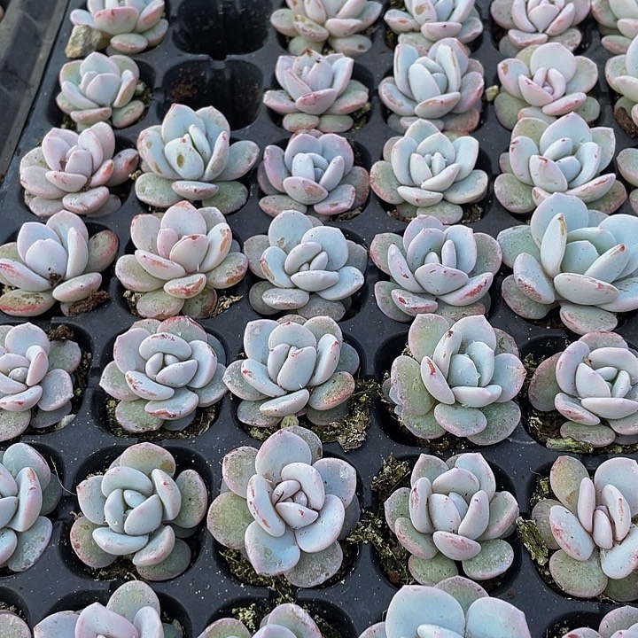 小雪莲1元带土发货