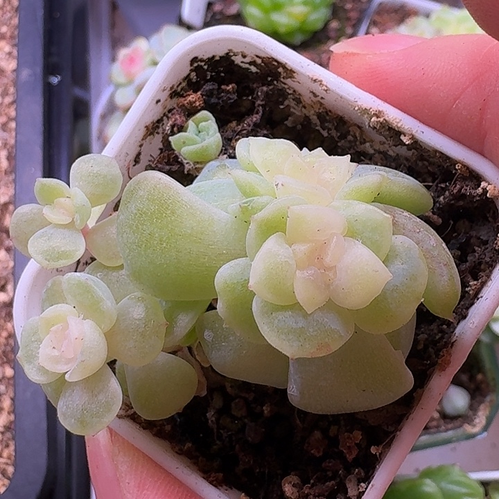 初见专拍粉心双头福利