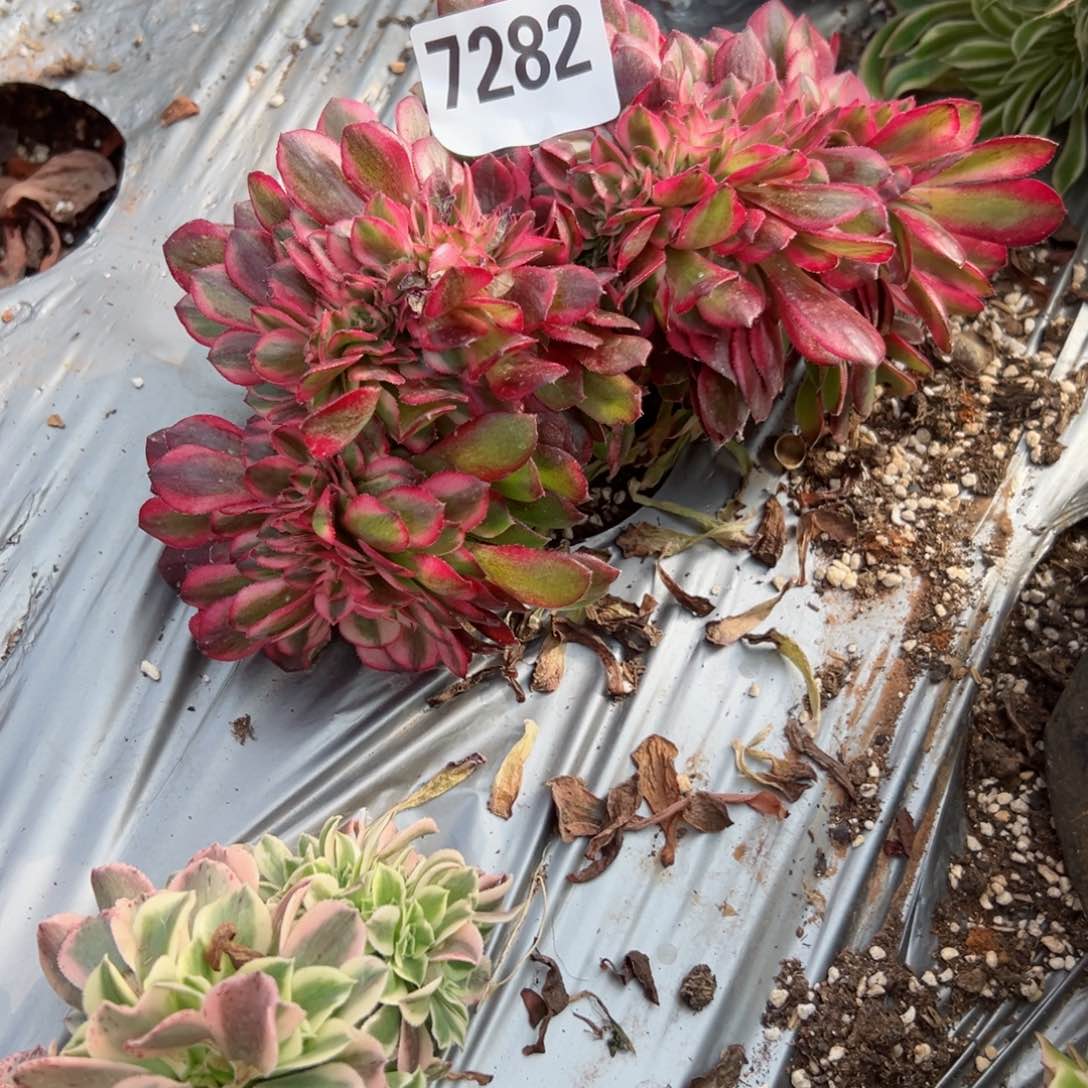 我7282 号多肉法师新年特价荔枝