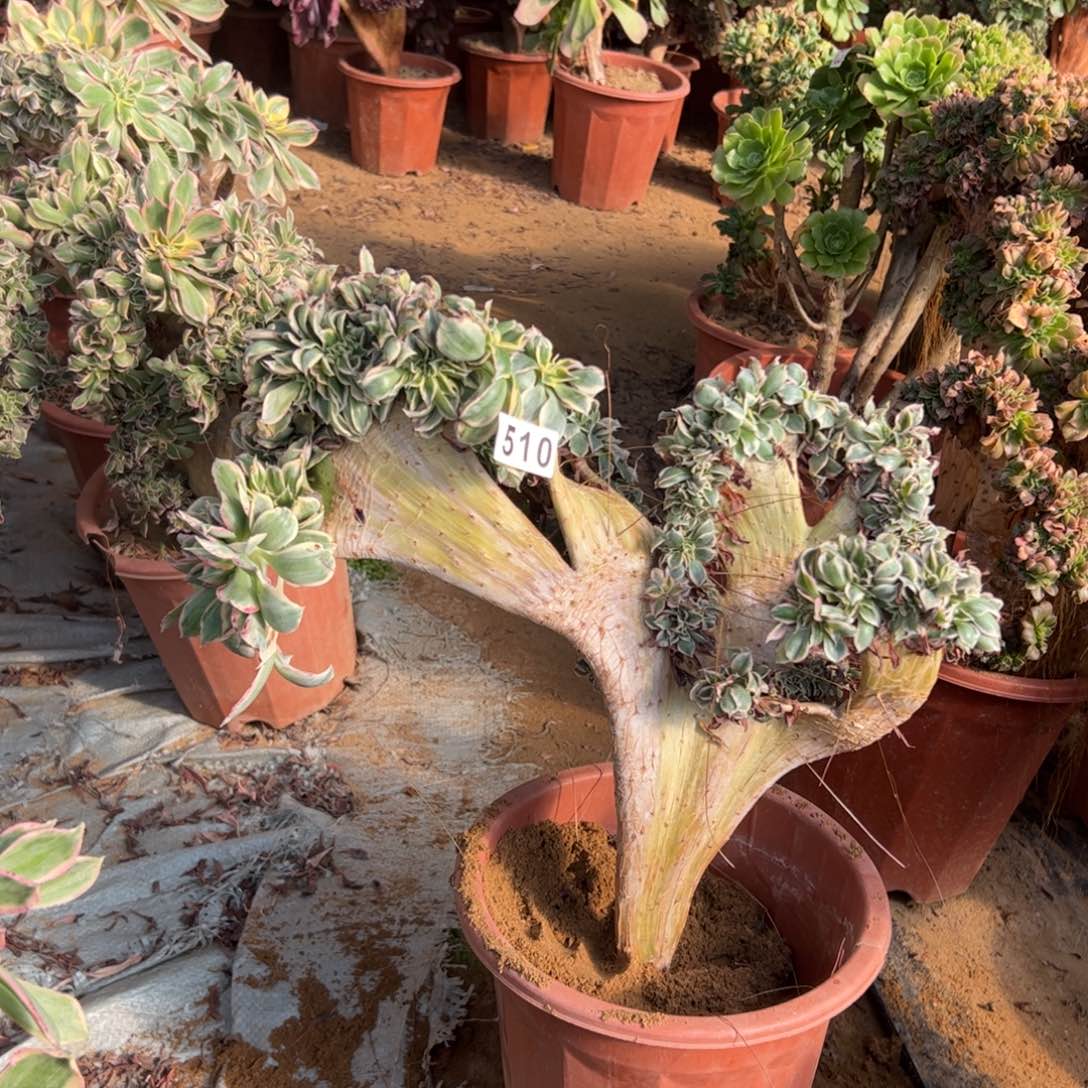 灿烂缀有伤510高38