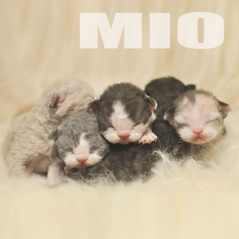 【咪偶猫】德文卷毛猫 活体猫猫