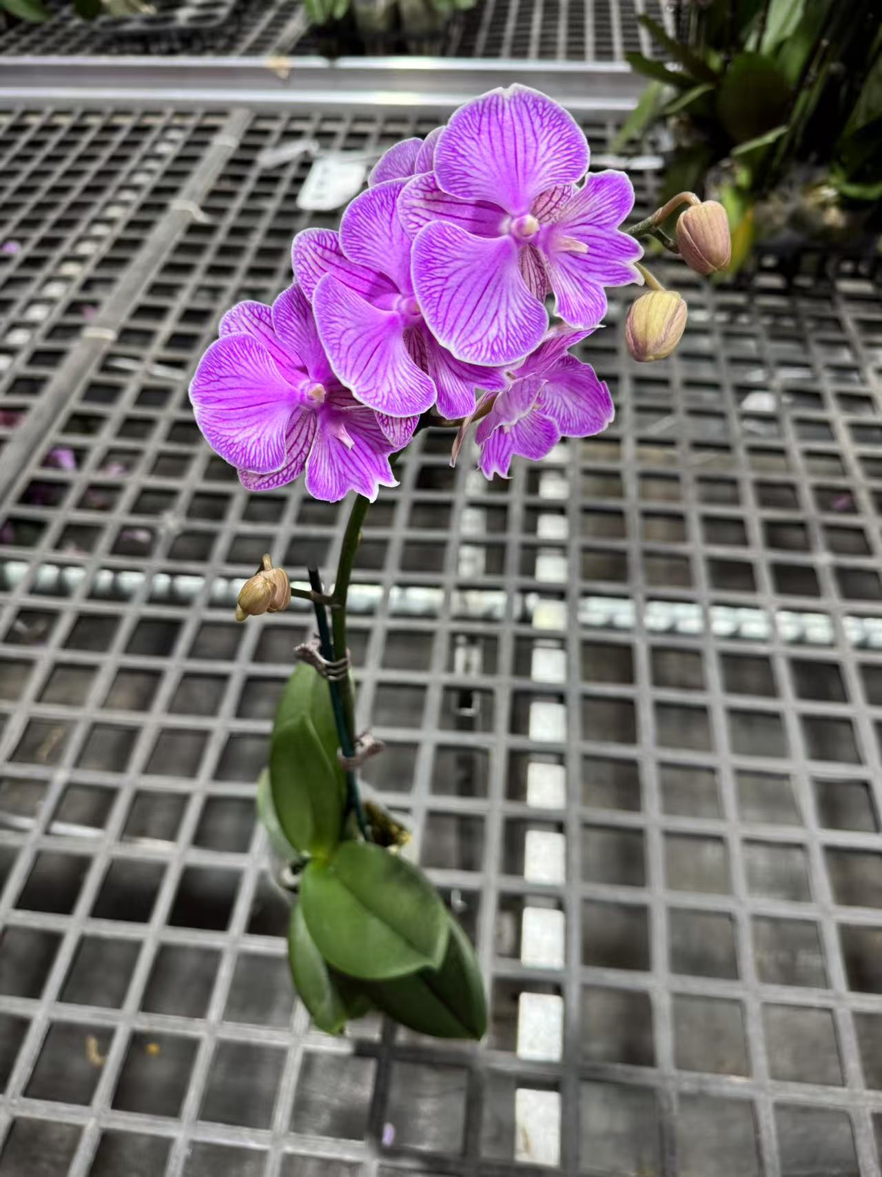 蝴蝶兰【朗布隆】带花苞昆明源头基地直发