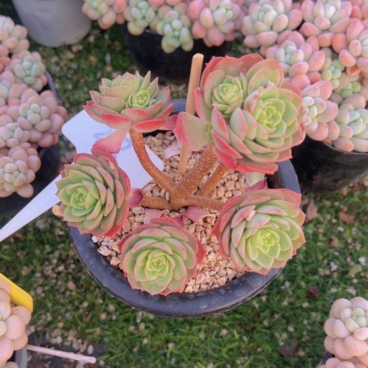 健健康康平平安安多肉