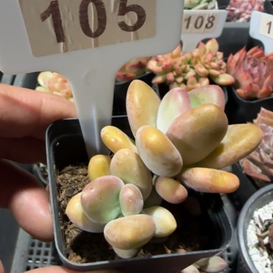 105芒果奶一物一拍多肉