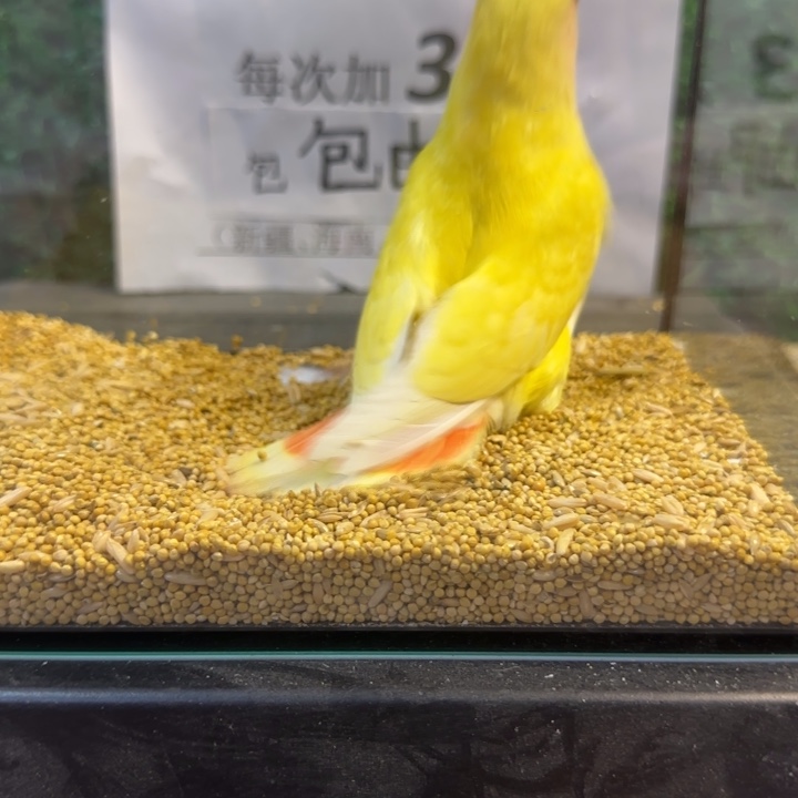 虎皮鹦鹉黄桃牡丹鹦鹉