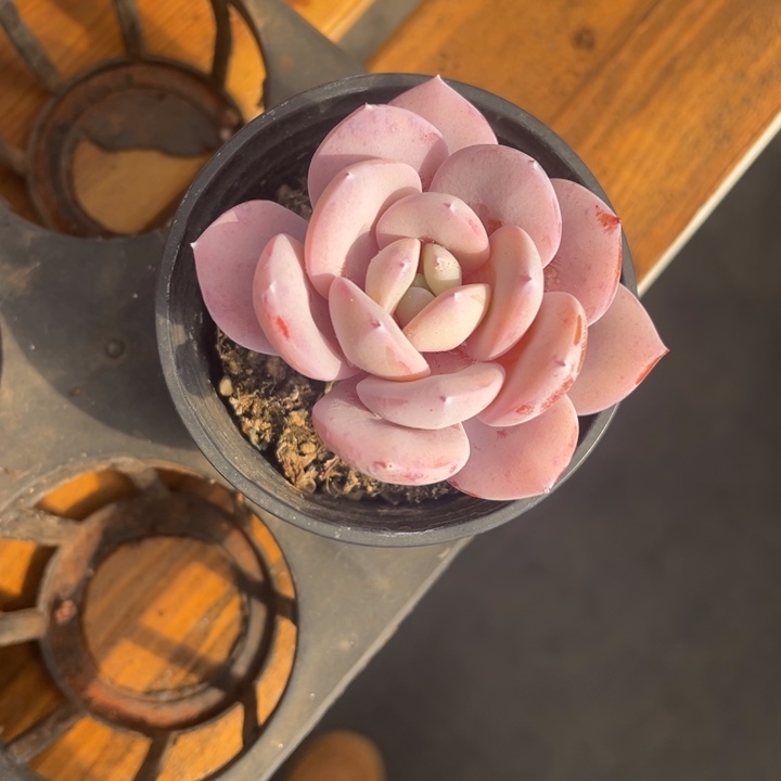 张张精品多肉甄选奶茶