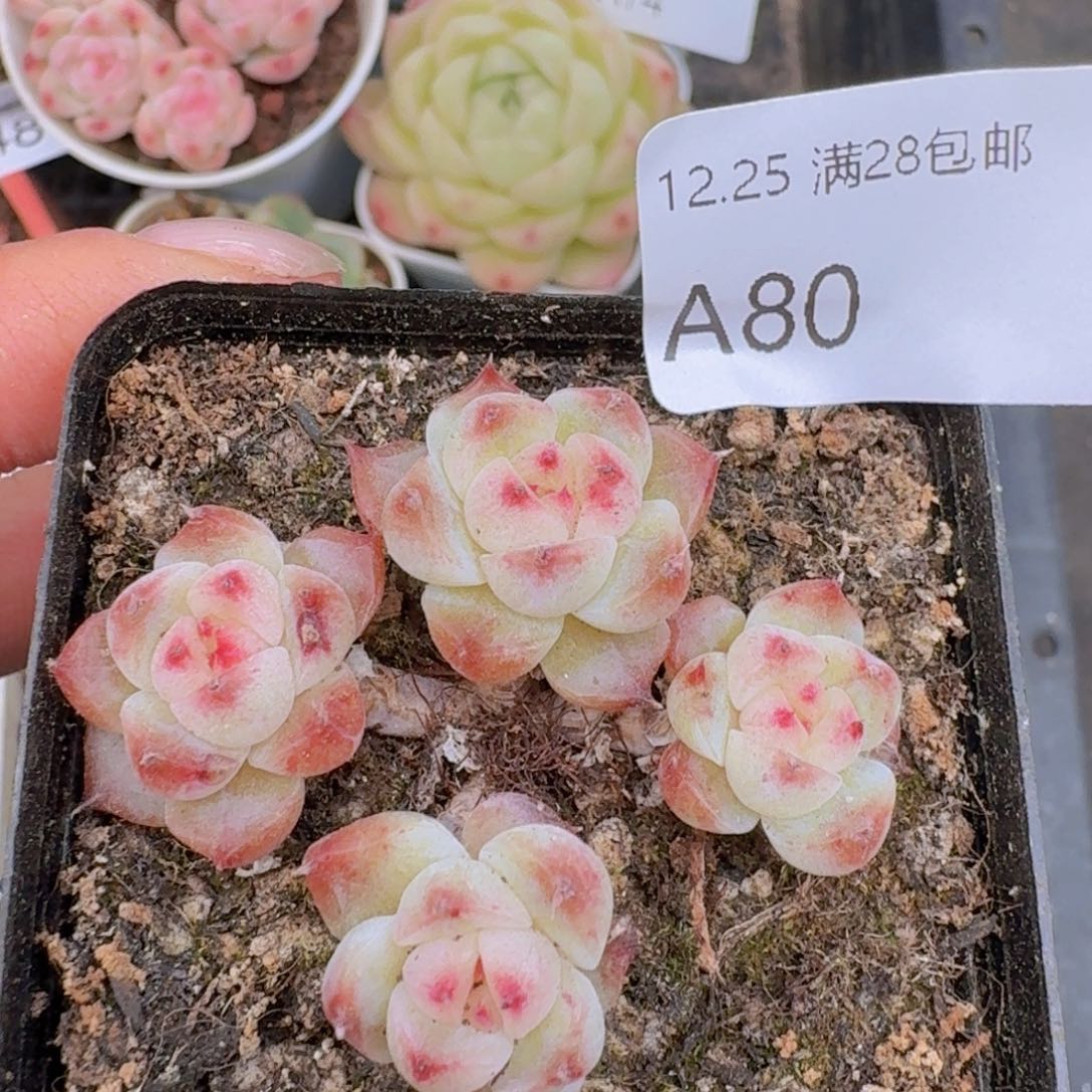 珍妮小脸一颗脱土发货