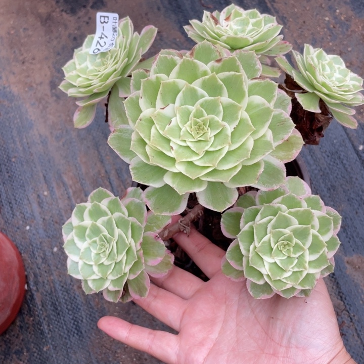 426水蜜桃不包掉头123446789