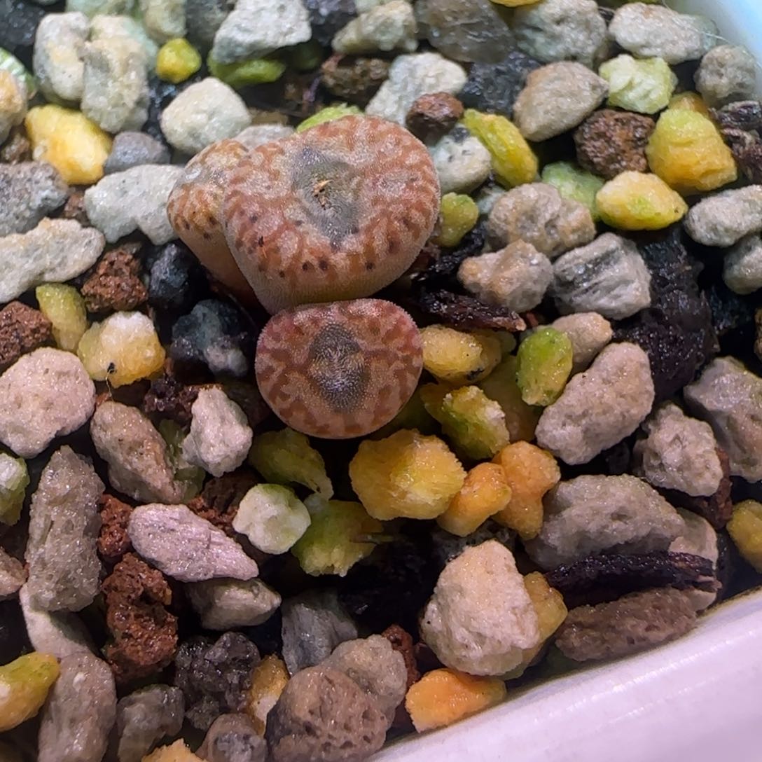 羊*大s多肉植物一颗