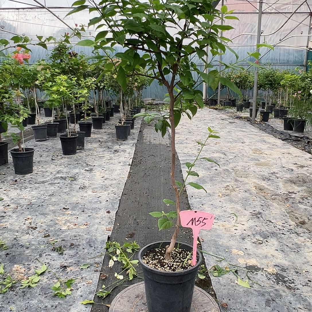 柑***莉当前无花栽培后可以开花M55苏瓦娜