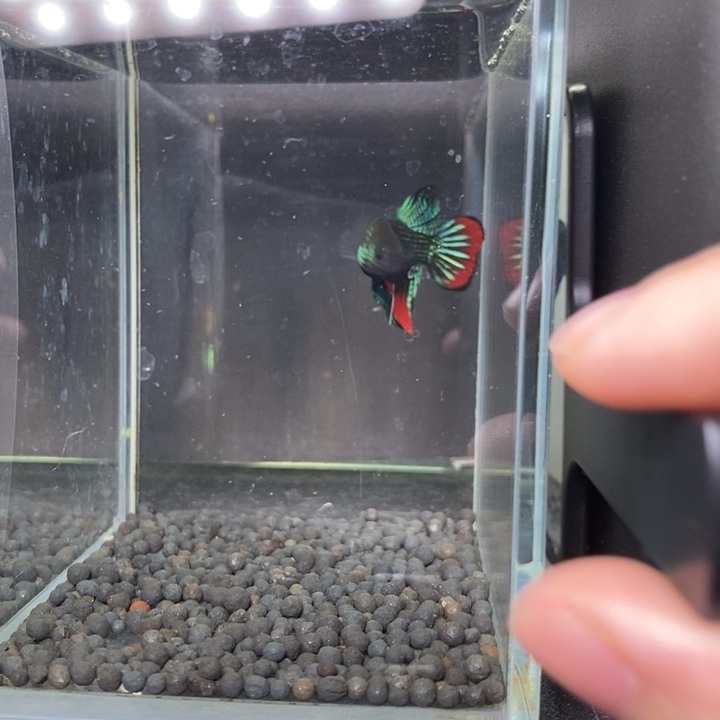 斗鱼泰国斗鱼475号