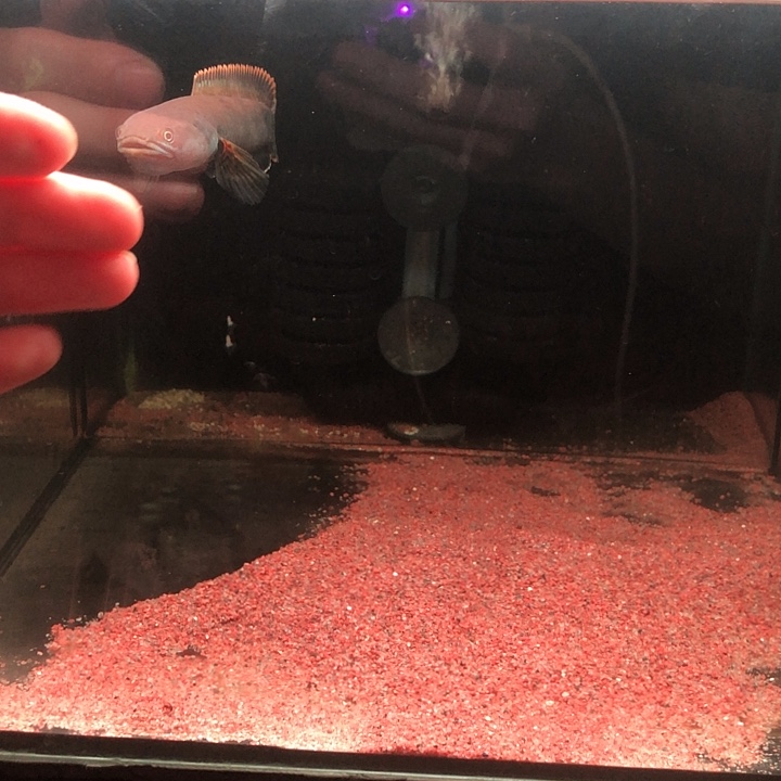 雷龙鱼121号血斑一型