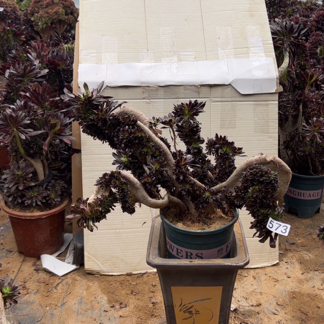 有伤黑缀573官府47