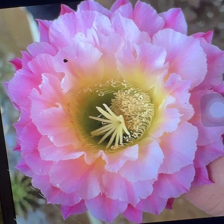 河岸根6公分左右毛花柱