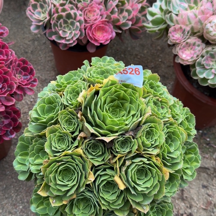 无花朵翡翠琉璃526多肉植物