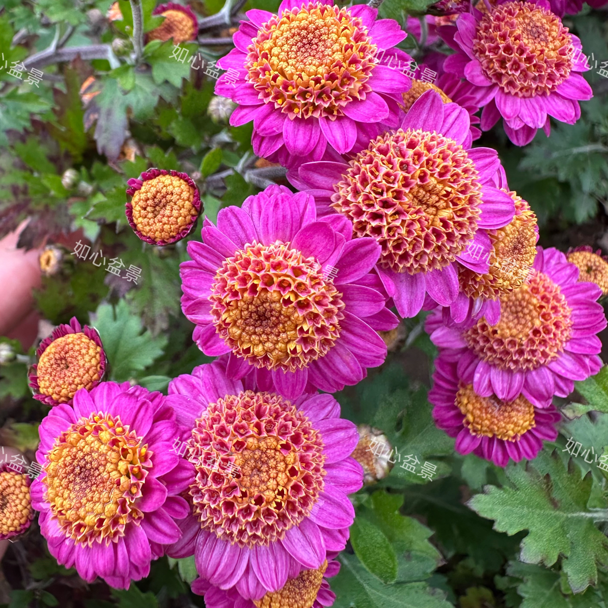 木本菊盆景菊阳台庭院花卉直播间一物一拍