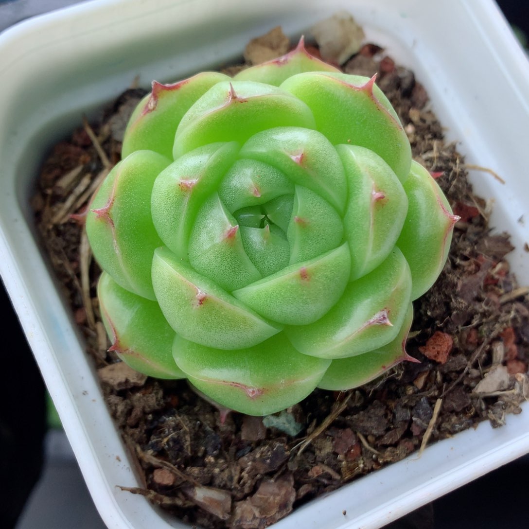 58包邮  群生不包整麦秆5