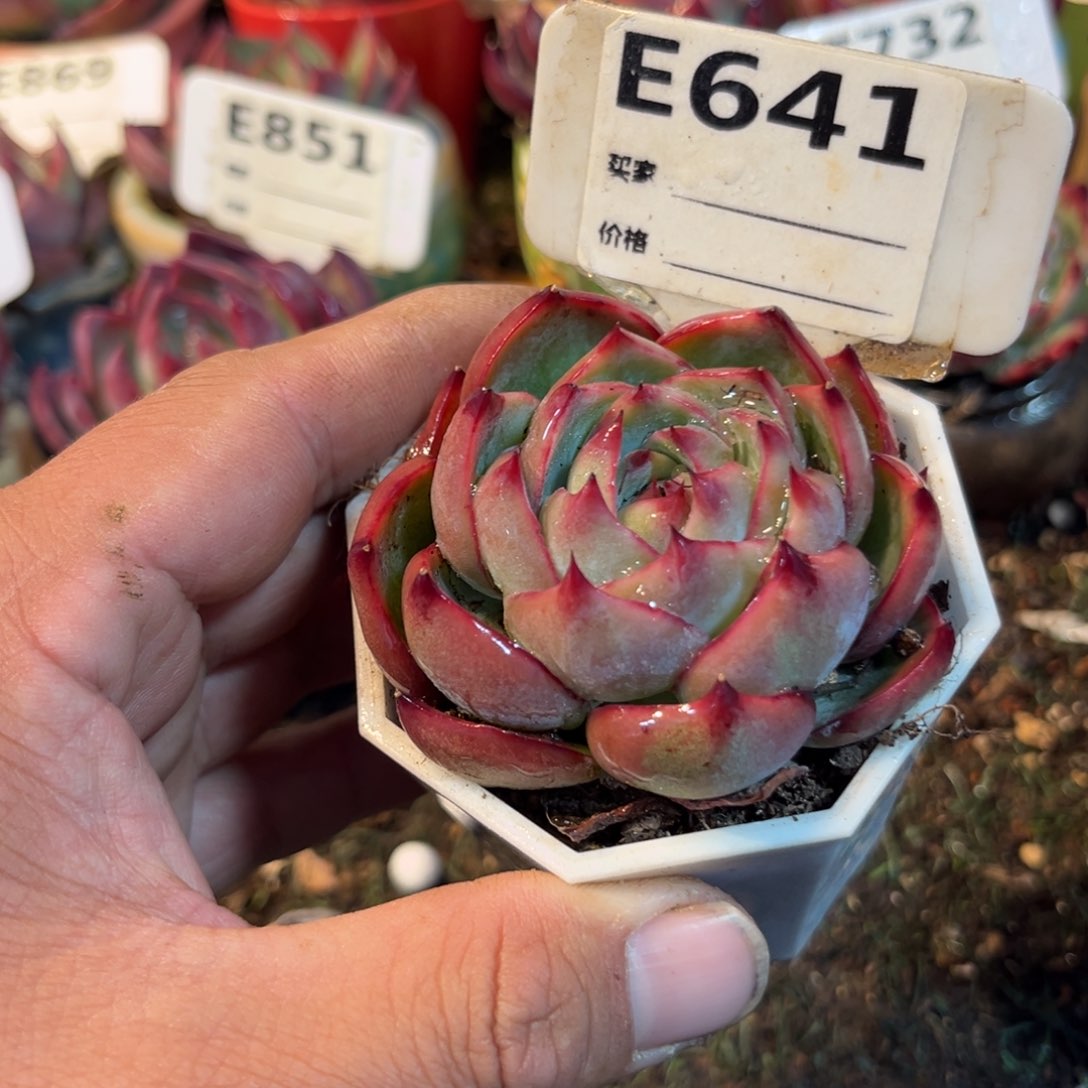 惊鸿一瞥641号多肉