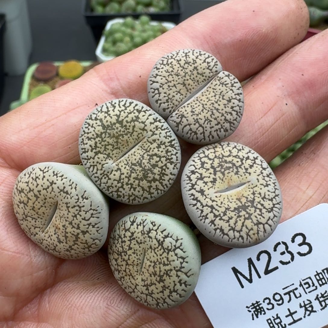 233多肉哈哈哈哈哈哈哈