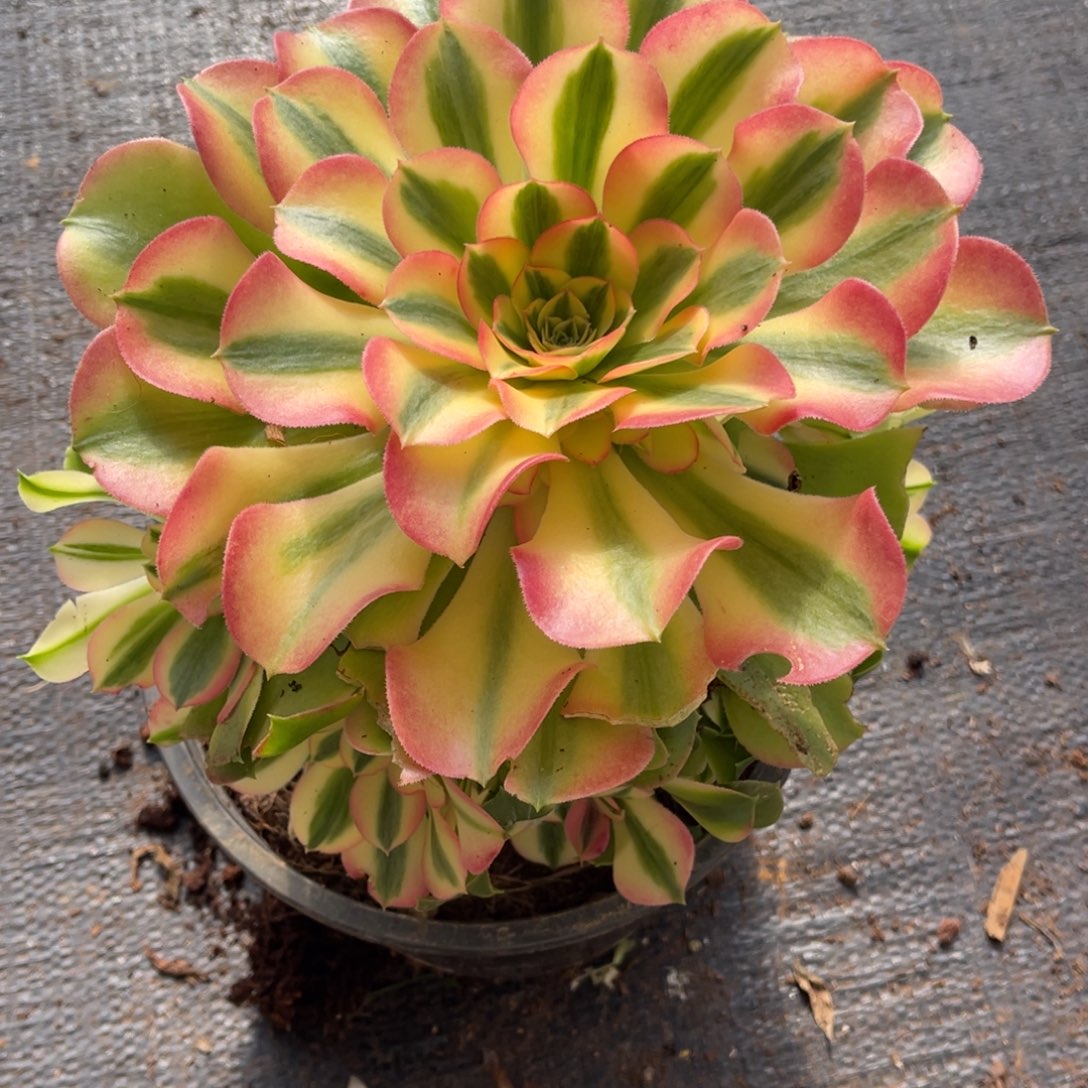 七彩石，福利炸一物一拍