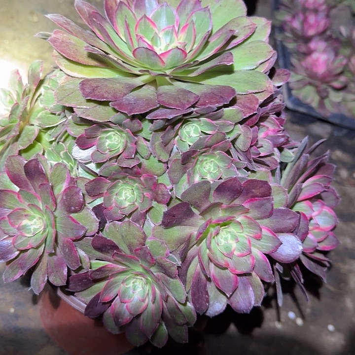 精品莲花捧花亏本福利