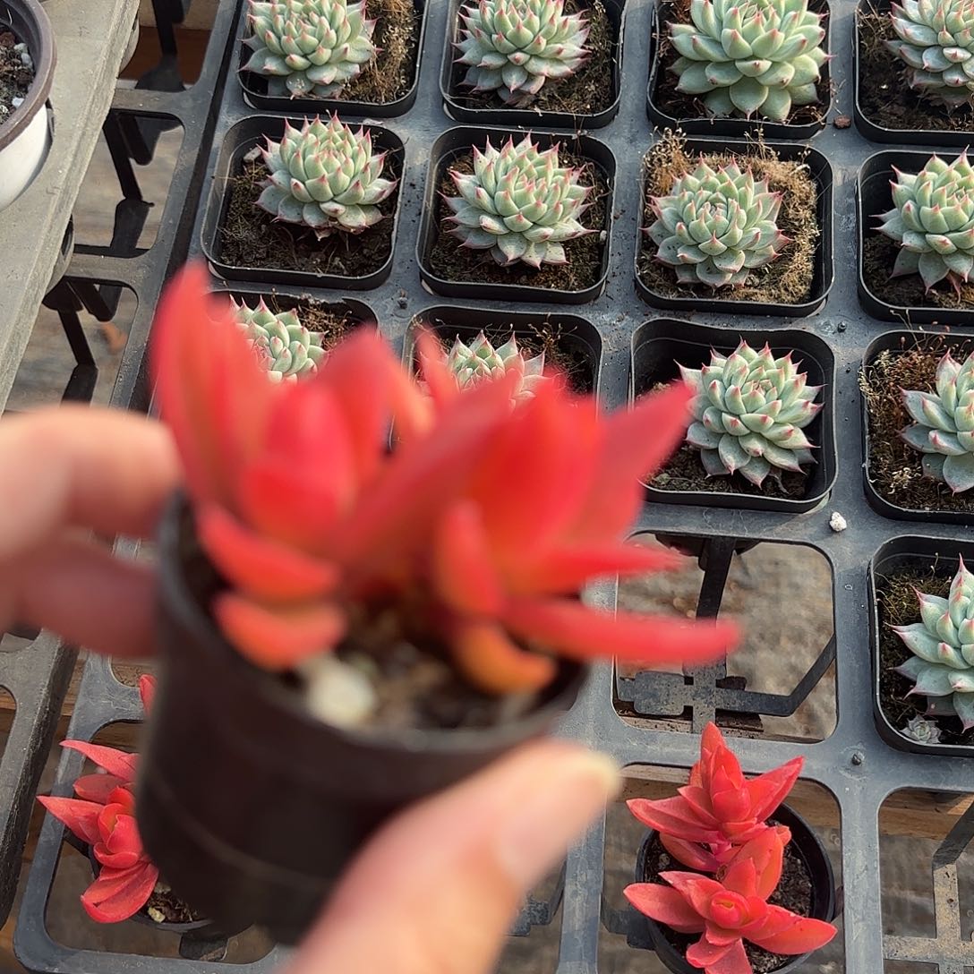 精品火祭多肉植物