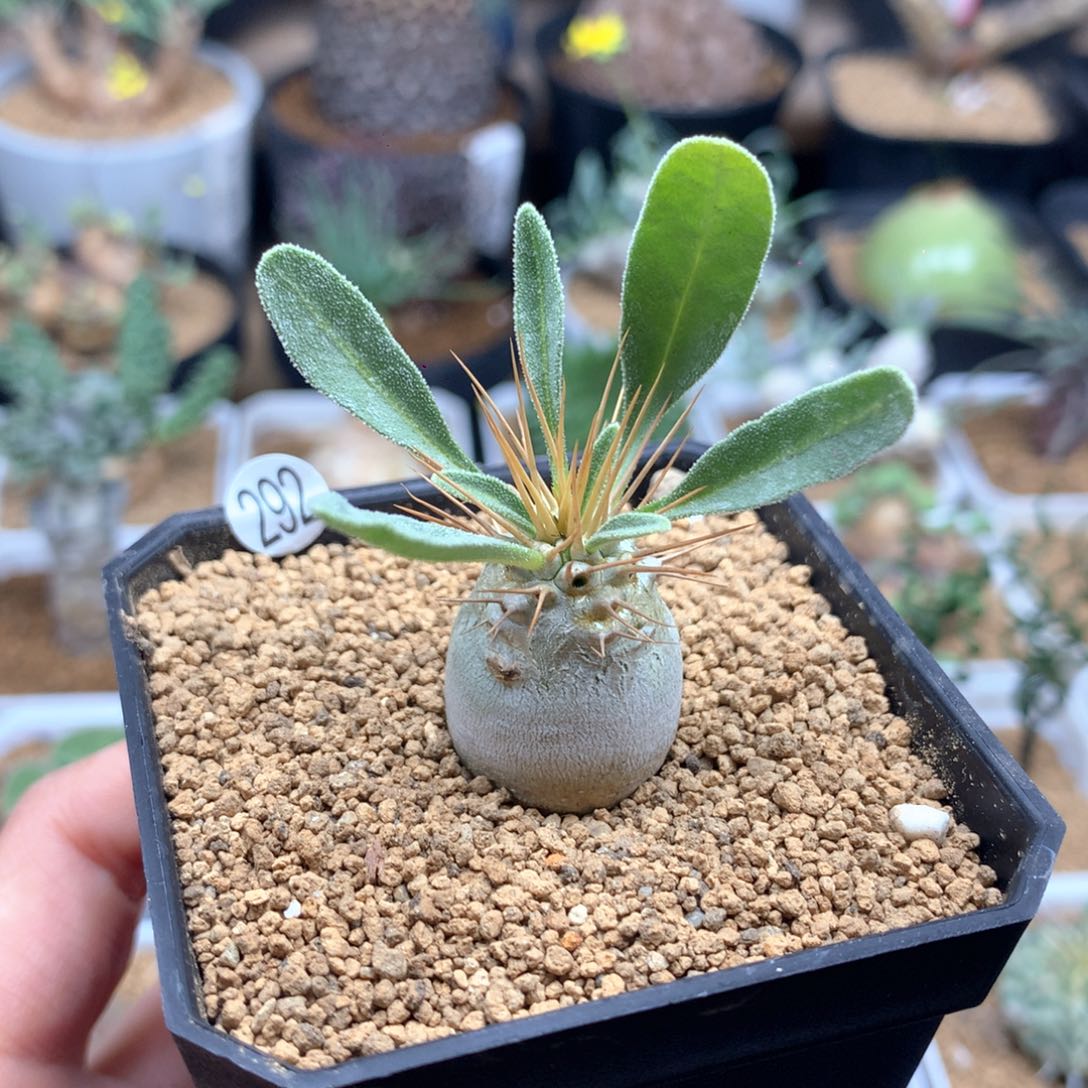 实生光堂棒槌带盆多肉