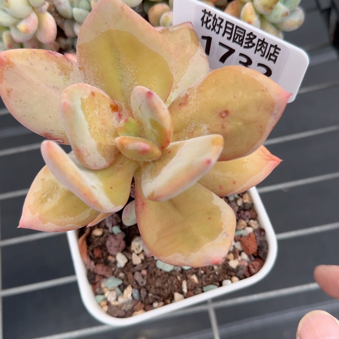 多肉植物1732…….！nnn