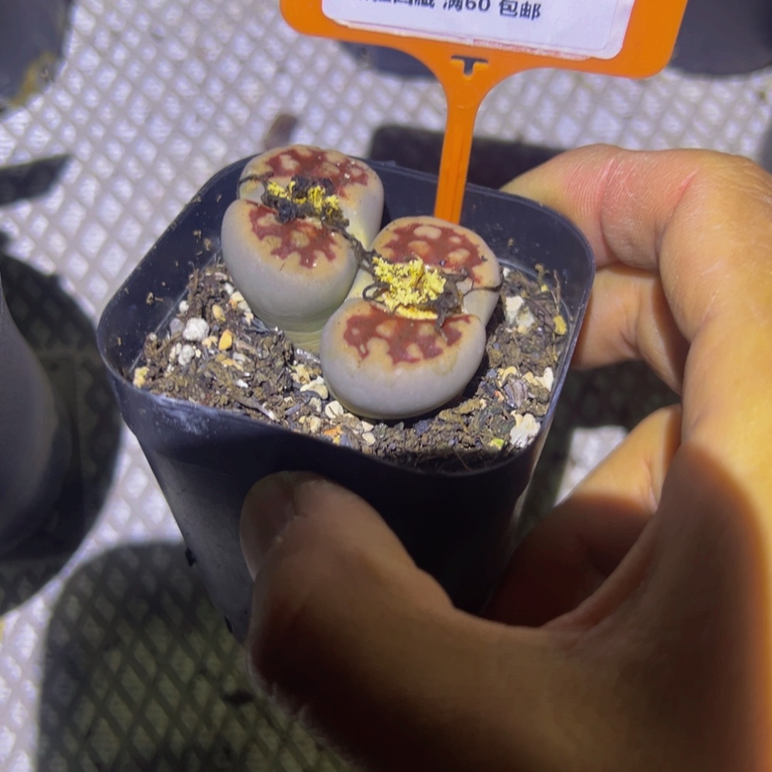 862 一物一拍，默认有伤，介意勿拍，不退不换