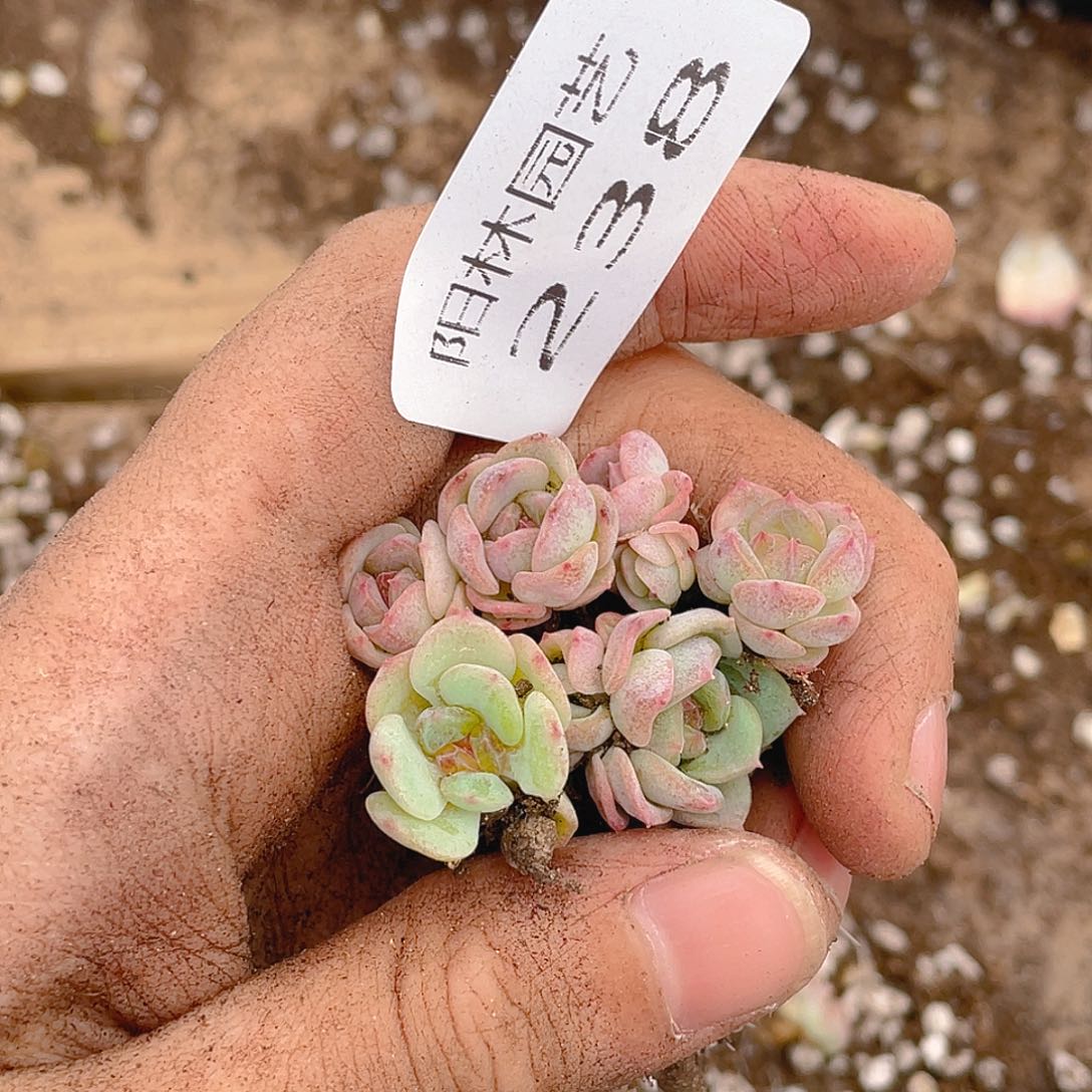 多肉植物多肉植物238